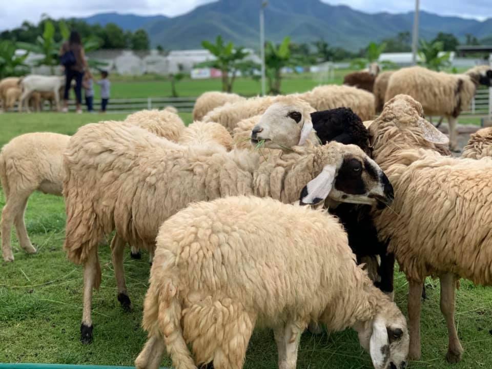 Oon Valley Farm Stay สันกำแพง ภายนอก รูปภาพ